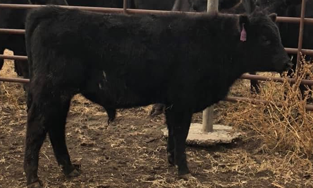 Angus Cattle
